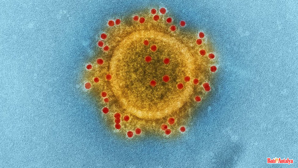 Yeni Virüsün Adı Ne Bilim İnsanları Henüz Karar Vermedi (4)