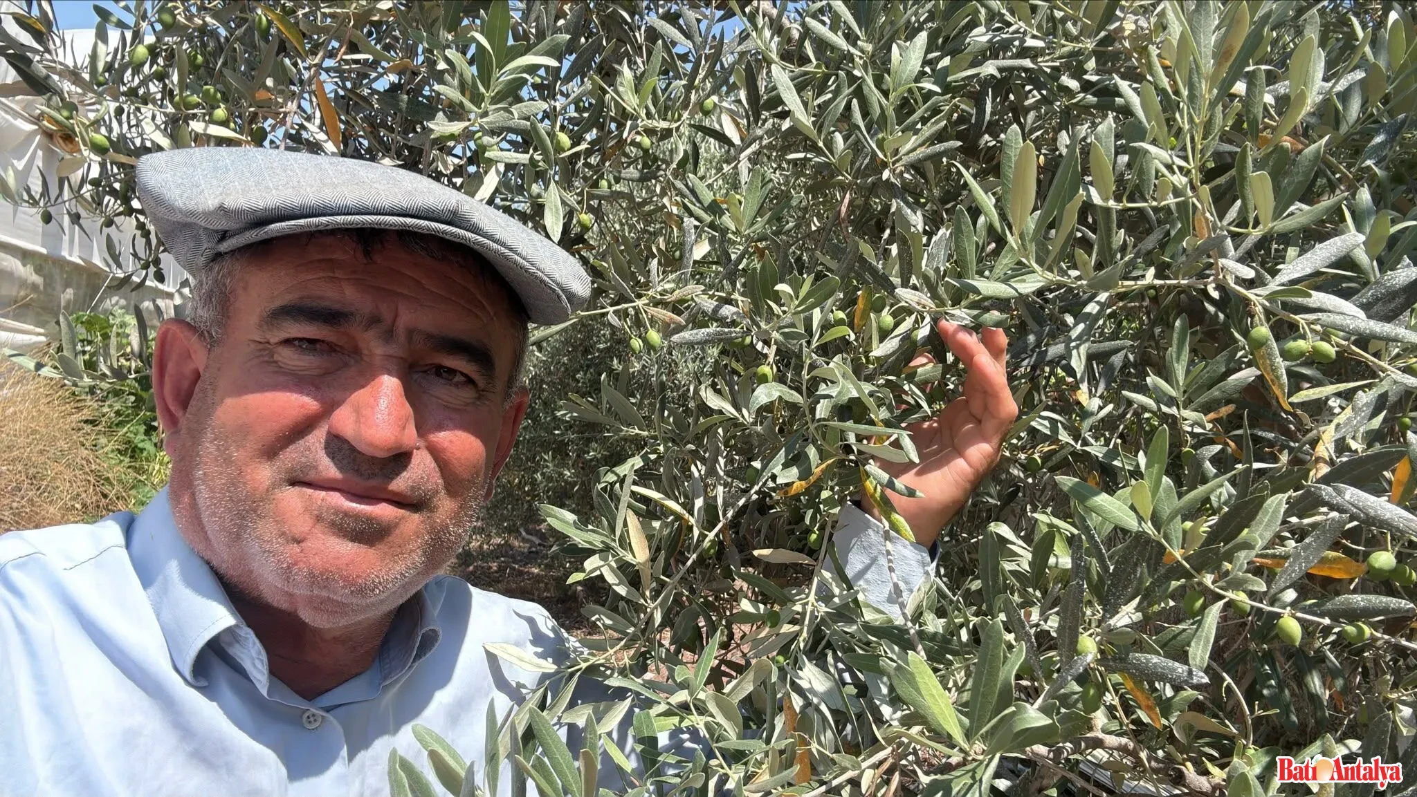 Zeytin Ve Narenciye Üreticilerine Kritik Uyarı