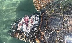 Alanya'da deniz kıyısında yaralı bulunan caretta caretta tedavi ediliyor