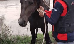 Iğdır'da sulama barajına düşen atı AFAD kurtardı