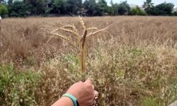 Mersin'de belediye işçilerinin ektiği karakılçık buğdayı hasat edildi