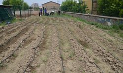 Muş'ta özel öğrenciler ve öğretmenleri okulun bahçesindeki boş alanı bostana dönüştürdü