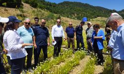 Antalya'da kekik hasadına başlandı