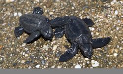 Alanya'da kedinin yemek istediği caretta caretta yavrularını bir kişi denize ulaştırdı