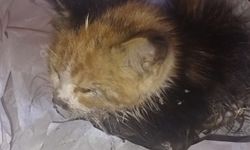 Tokat'ta rögara düşen kedi yavrusunu itfaiye kurtardı