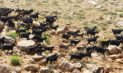 "Çoban Haritası" çıkarılacak