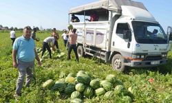 Sansun Bafra karpuzunda sona doğru