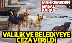 Antalya'da Emsal karar! Sokak köpeklerinin saldırısına uğradı, açtığı davayı kazandı..