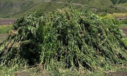 Ardahan'da 138 bin 650 kök Hint keneviri imha edildi