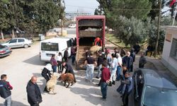 Depremden etkilenen illerde küçükbaş ve kanatlı hayvan ile arı dağıtımları tamamlandı