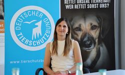 DOSYA HABER/AVRUPA'DA SAHİPSİZ HAYVANLAR - Almanya, sahipsiz köpekleri mutlaka barınaklarda topluyor