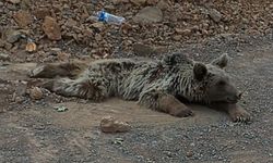 Hakkari'de yaralı bulunan ayı Van'da tedaviye alındı