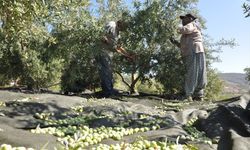 Mersin'de sofralık zeytinde hasat başladı