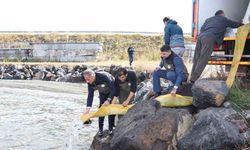 Kars’ta göllere 520 bin sazan yavrusu bırakıldı