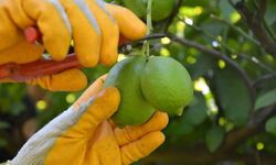 Ortaca’da limon hasadı başladı