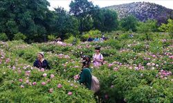 Gül çiçeği alım fiyatı belli oldu