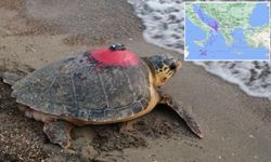 Caretta Caretta Tuba"nın takip cihazı yenilenecek