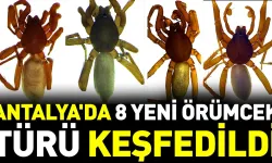 Kumluca'nın da bulunduğu 8 yeni örümcek türü keşfedildi