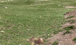 Kars'da Kurtlar sürüye saldırıp 70 koyunu öldürdü