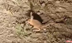 Korkuteli'nde Su içmeden doğada kalabilen kanguru faresi görüldü