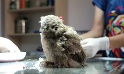 Antalya Doğal Yaşam Parkı'nda yaralı yaban hayvanlar tedavi ediliyor