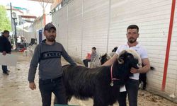 Burdur’da teke ve koçların güzellik yarışması renkli görüntülere sahne oldu