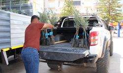 KUMLUCA’DA ÜRETİCİYE 1600 ZEYTİN FİDANI DESTEĞİ
