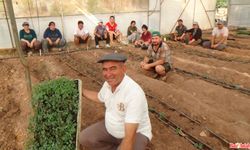 KUMLUCA’DA GÜZ DÖNEMİ  DOMATES EKİMİYLE BAŞLADI