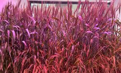 Topraksız buğday ve Palmpeat üretimi BAE ve Körfez bölgesinde ölçeklenecek