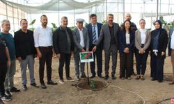 Batı antalya’da bir ilk: kahve fidanı dikildi!