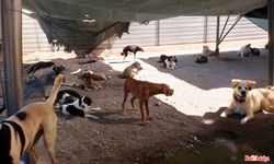 Kumluca Hayvan Bakımevi’nde Gerginlik:  Baro “Saldırı” Dedi, Belediye Yalanladı