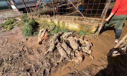 Salur’da Sel Felaketi: 9 Hayvan Telef Oldu