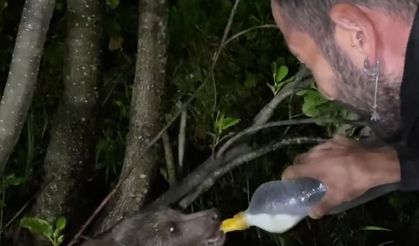 Yolda gördüğü yavru ayıyı biberonla besledi