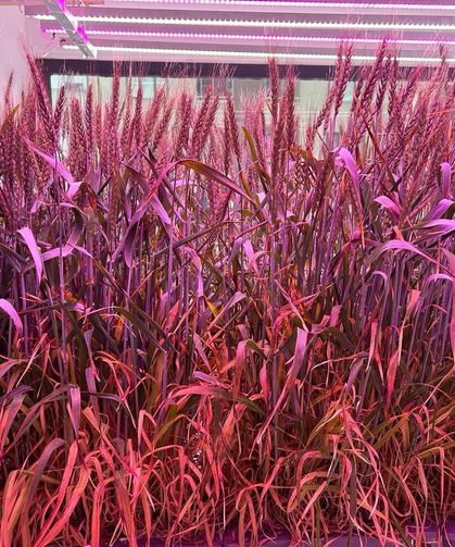 Topraksız buğday ve Palmpeat üretimi BAE ve Körfez bölgesinde ölçeklenecek