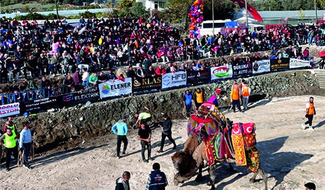 Kumluca’da Geleneksel Deve Gösterisi Heyecanı Yaşanacak