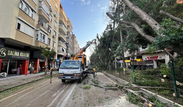 Kumluca Belediyesi’nden Ağaç Budama Çalışması