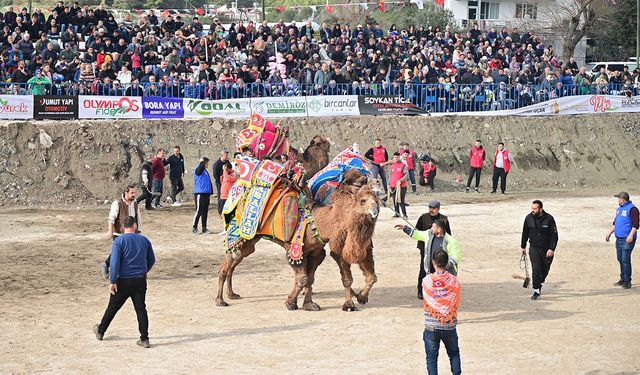 KUMLUCA’DA GELENEKSEL  DEVE GÖSTERİSİ NEFES KESTİ