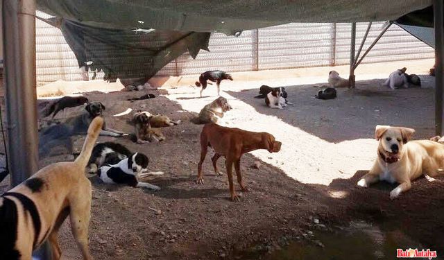 Kumluca Hayvan Bakımevi’nde Gerginlik:  Baro “Saldırı” Dedi, Belediye Yalanladı