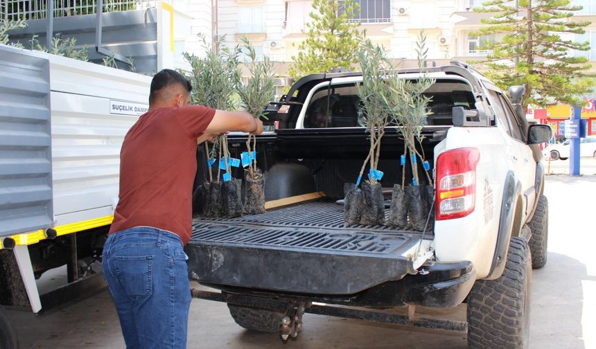 KUMLUCA’DA ÜRETİCİYE 1600 ZEYTİN FİDANI DESTEĞİ
