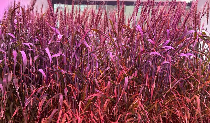 Topraksız buğday ve Palmpeat üretimi BAE ve Körfez bölgesinde ölçeklenecek