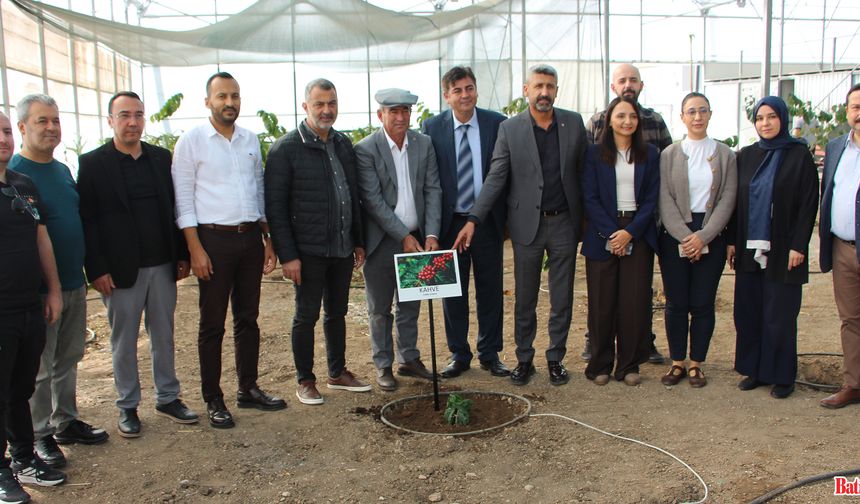 Batı antalya’da bir ilk: kahve fidanı dikildi!