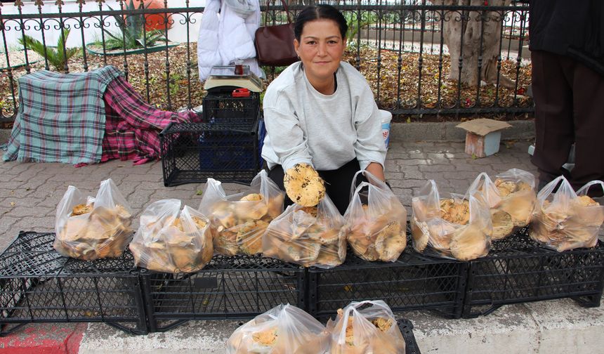 Mantar Geçim Kaynakları Oldu