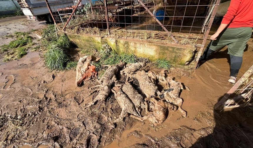 Salur’da Sel Felaketi: 9 Hayvan Telef Oldu