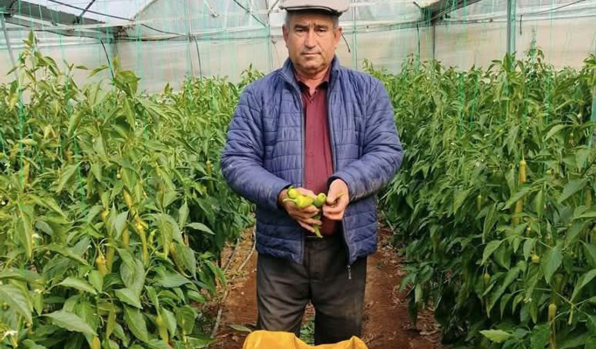 “Biber ve Patlıcan 3-5 Liraya Düştü, Alan Yok”
