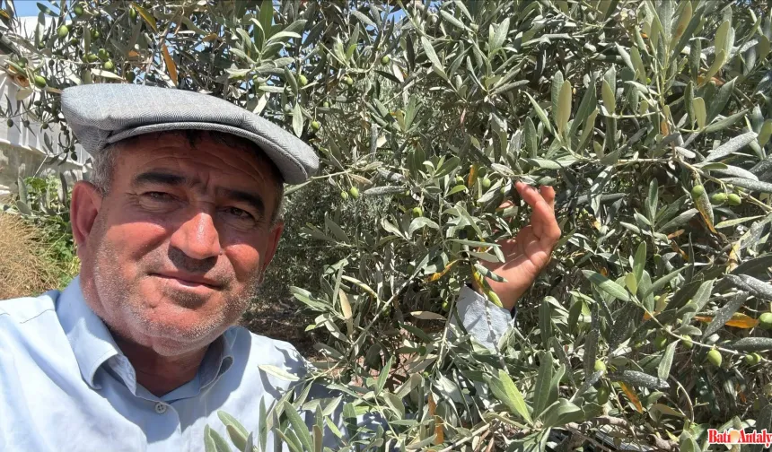 Zeytin Ve Narenciye Üreticilerine Kritik Uyarı